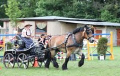 Reitturnier Mehringen