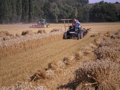 Bindern hinter der Hopfendarre