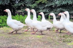 Gänse von Familie Knoche Gänse von Familie Knoche