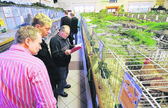 Gefl&uuml;gelschau Mehringen